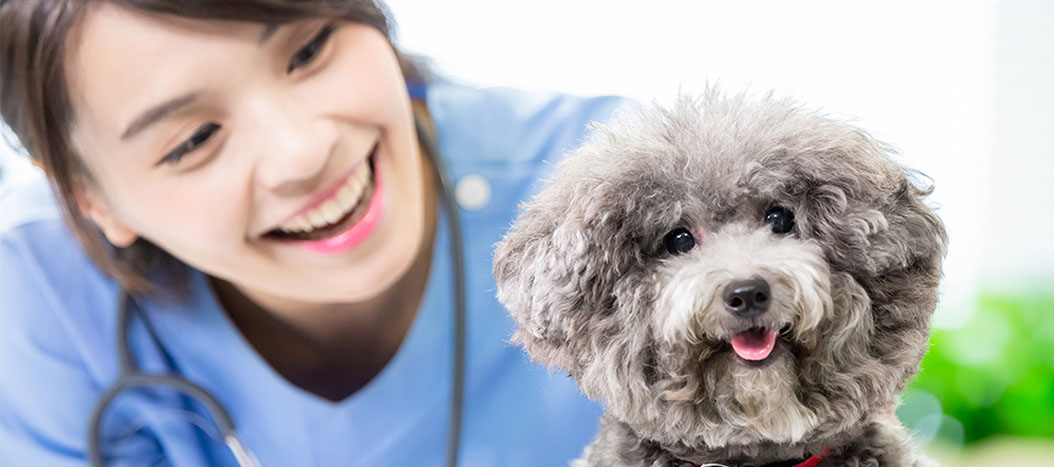 Pet Poison Prevention: Understanding Antifreeze Toxicity in Pets