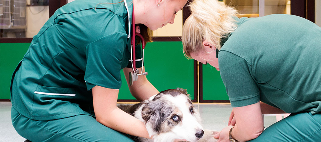 Resources for Veterinarians