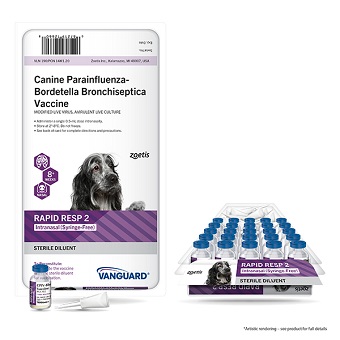 Intranasal kennel sales cough vaccine